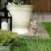 Stone-Look Bunny Garden Sculpture